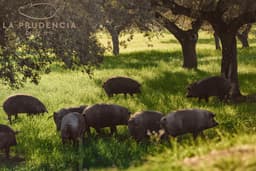 Jamon Serrano Gran Reserva Disossato La Prudencia